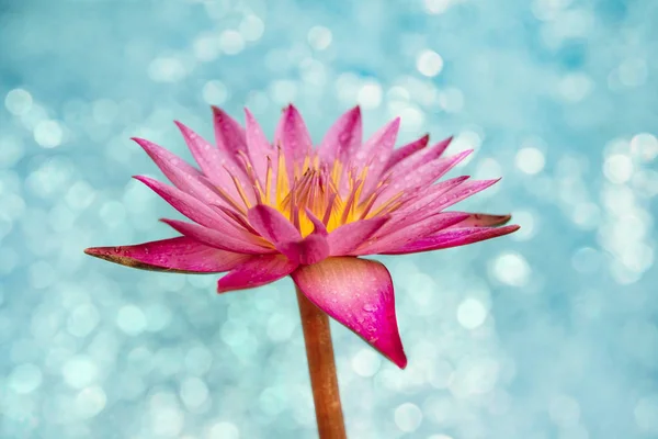 Giglio Acqua Fiore Sfondo Chiaro Bokeh Blu — Foto Stock