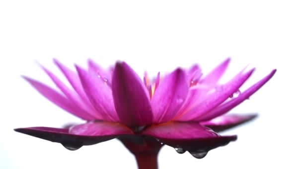 Viento Soplando Sobre Flor Lirio Agua Aislado Sobre Fondo Blanco — Vídeos de Stock