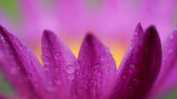 Close Van Uitzoomen Focus Water Lily Bloem — Stockvideo