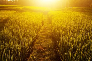 Çeltik pirinç tarlaları 