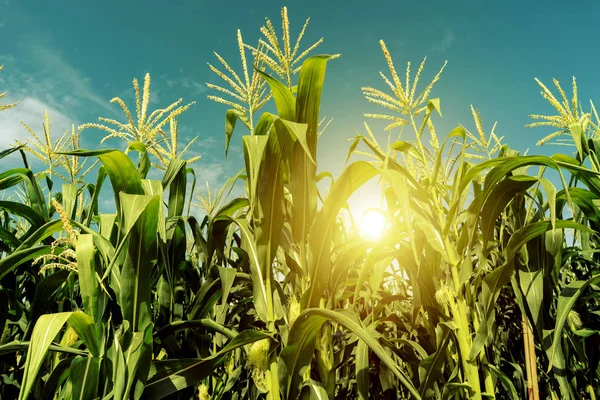 Corn Field Plantation — Stockfoto