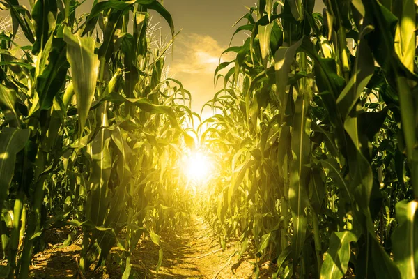 Corn Field Plantation — Stockfoto