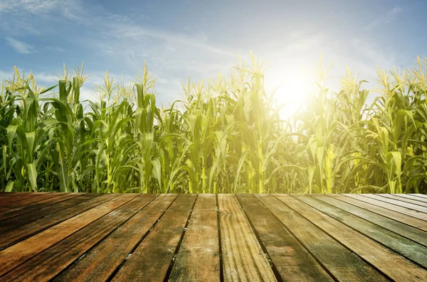 Деревянный пол на кукурузном поле — стоковое фото