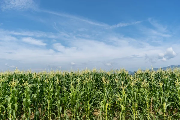 Piantagione di campi di mais — Foto Stock