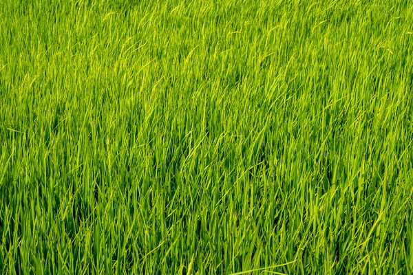 Padie rijstvelden — Stockfoto
