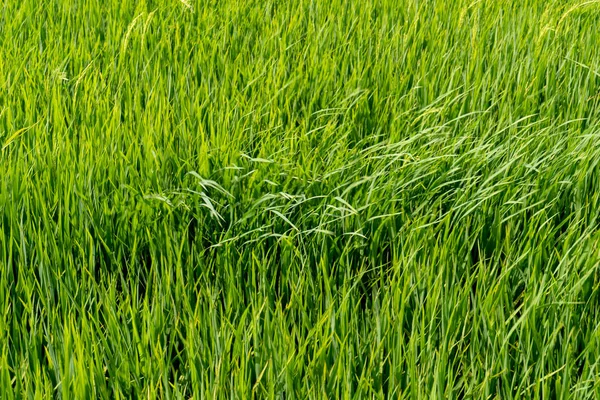 Campos de arroz con arroz —  Fotos de Stock