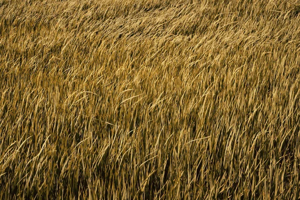 Zlaté neloupané rýže pole — Stock fotografie