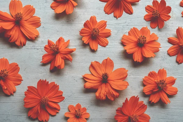 オレンジ色のコスモスの花 — ストック写真