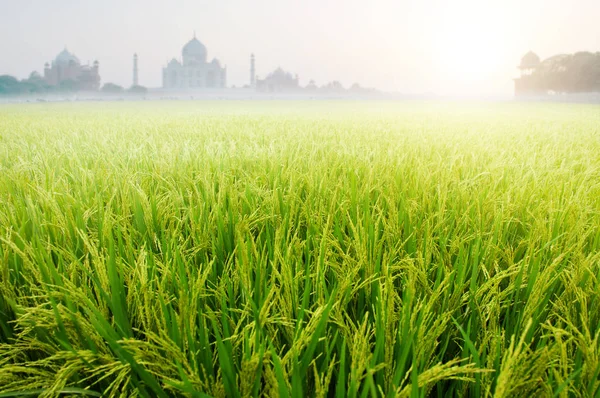 Campos de arroz paddy com Taj Mahal — Fotografia de Stock