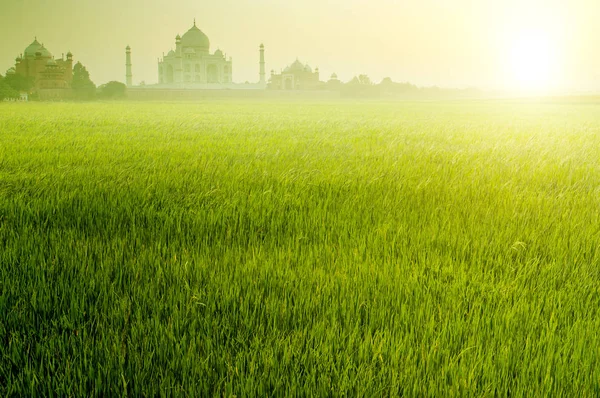 Pola ryżu niełuskanego z Tadź Mahal — Zdjęcie stockowe