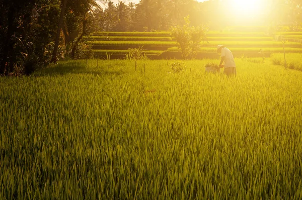 Campos de arroz con arroz — Foto de Stock