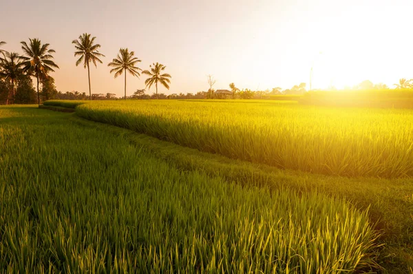 Çeltik pirinç tarlaları — Stok fotoğraf