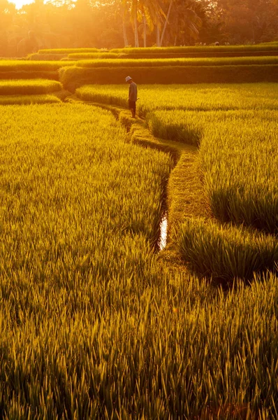 Champs de riz Paddy — Photo