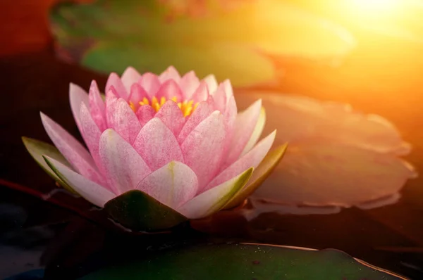 Flor de lótus rosa — Fotografia de Stock