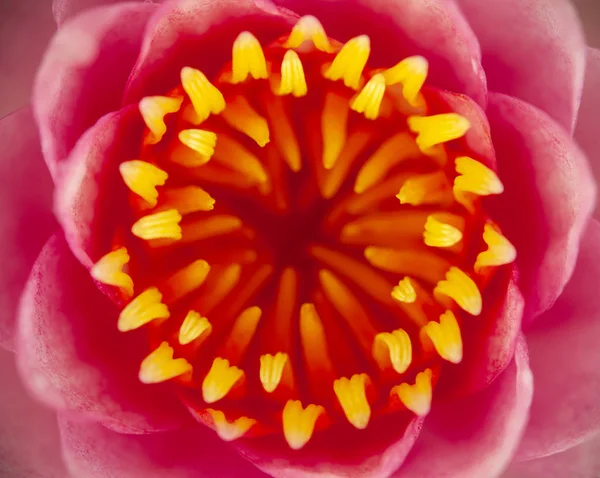 Flor de lótus rosa — Fotografia de Stock