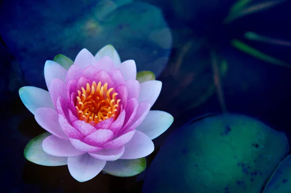 Floare de Lotus Roz — Fotografie, imagine de stoc
