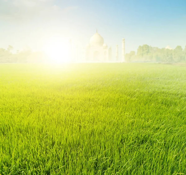 Campos de arroz paddy com Taj Mahal — Fotografia de Stock