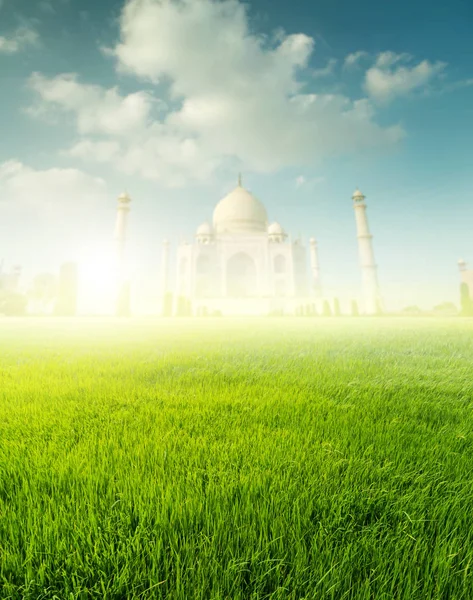 Paddy risfält med Taj Mahal — Stockfoto