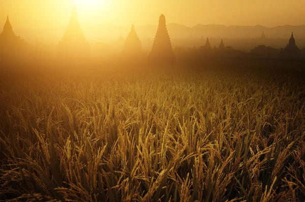 Pola ryżu niełuskanego w wschodzie słońca — Zdjęcie stockowe