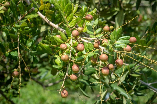 Árbol frutal de Longan . —  Fotos de Stock