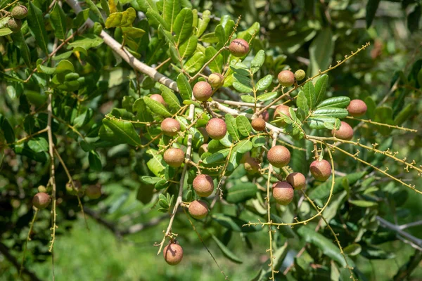 Longan фруктові дерева . — стокове фото