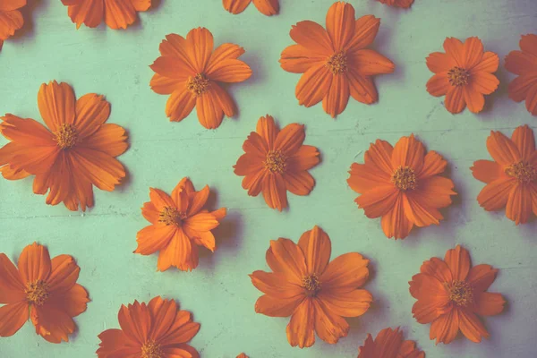 オレンジ色のコスモスの花 — ストック写真