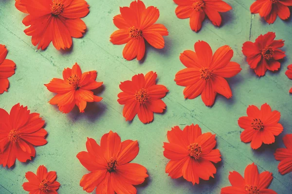 Oranje kosmos bloem — Stockfoto