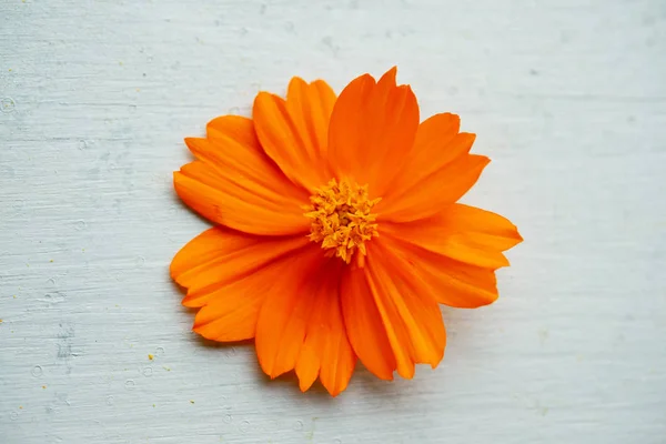 Laranja flor cosmos — Fotografia de Stock