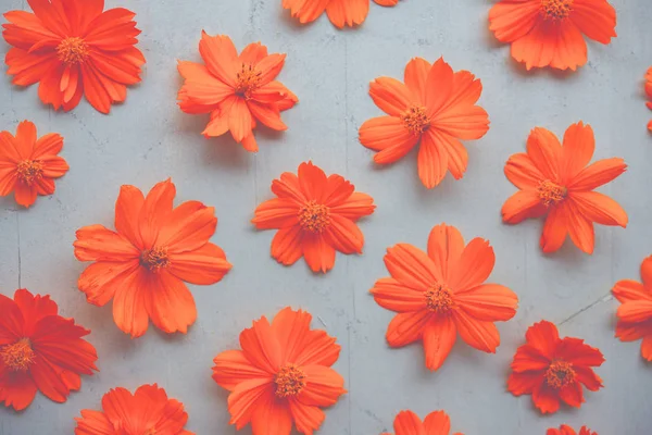 Orange cosmos flower — Stock Photo, Image