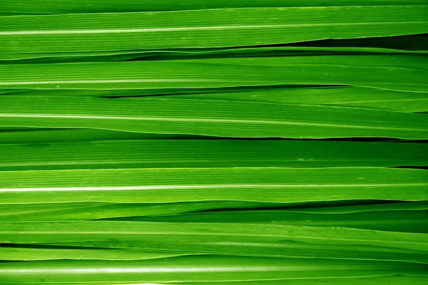 Lemongrass hojas de fondo — Foto de Stock