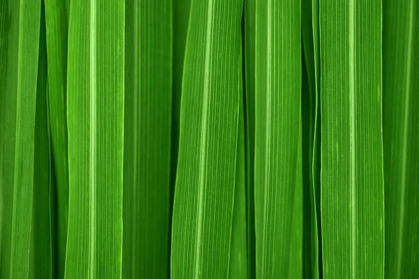 Lemongrass leaves background — Stock Photo, Image