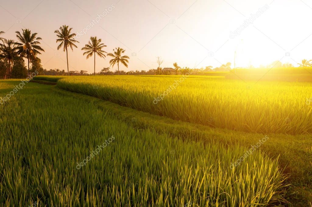 Paddy rice fields 