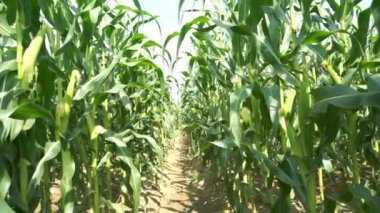 Yavaş hareket: Yeşil mısır tarlası ve bulutlarla güzel gökyüzü, rüzgarın esmesiyle sabah.