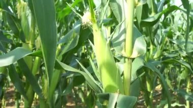 Mısır bitkisi üzerinde yakın.