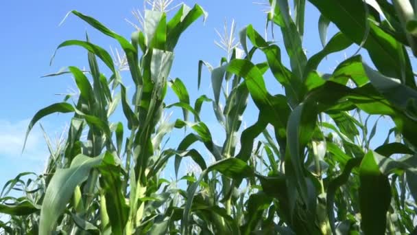 Slow Motion Green Corn Field Beautiful Sky Clouds Morning Wind — Stock Video