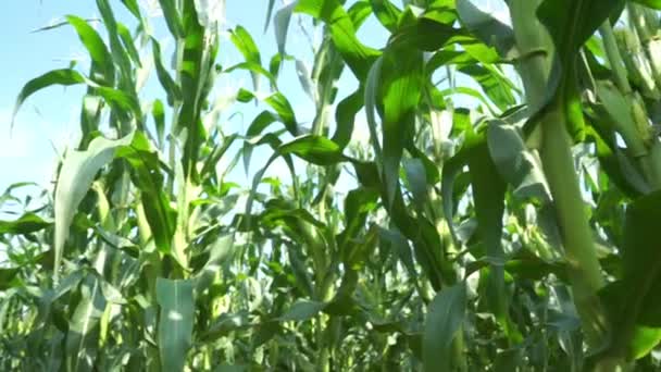 Rallentatore Campo Grano Verde Bel Cielo Con Nuvole Mattina Con — Video Stock