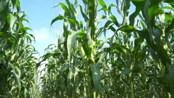 Movimento Lento Campo Milho Verde Céu Bonito Com Nuvens Manhã — Vídeo de Stock