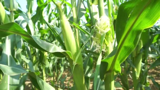 Медленное Движение Закрыть Кукурузное Растение — стоковое видео