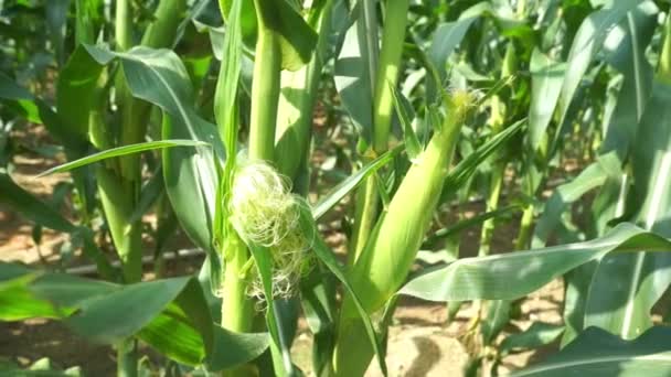 Lassított Mozgás Közelről Kukorica Növény — Stock videók