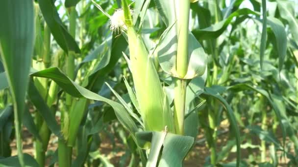Zeitlupe Nahaufnahme Einer Maispflanze — Stockvideo