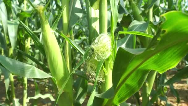 Закрыть Кукурузном Растении — стоковое видео