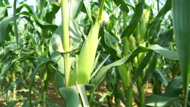 Медленное Движение Закрыть Кукурузное Растение — стоковое видео