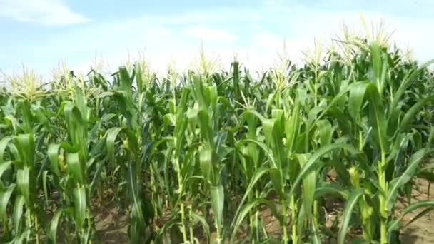 Медленное Движение Зеленое Кукурузное Поле Красивое Небо Облаками Утро Дуновением — стоковое видео