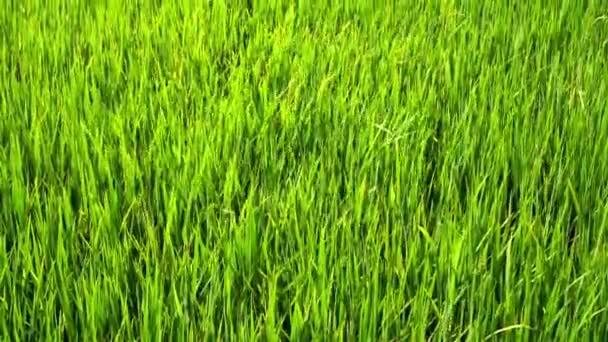 Mouvement lent : champ de paddy vert avec soufflage du vent .