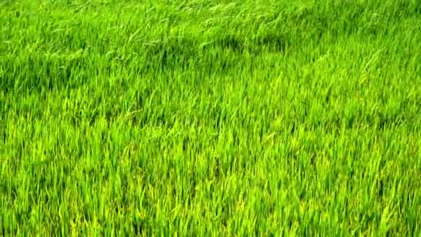 Movimiento Lento Campo Arroz Verde Con Viento Soplando — Vídeos de Stock