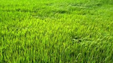 Yavaş çekim: Rüzgar estiği yeşil çeltik alanı.