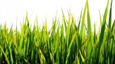 Yavaş çekim: Rüzgarlı günde bir çeltik tarlası.