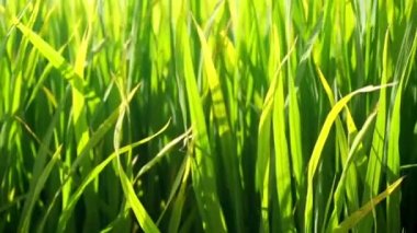 Yavaş çekim: Rüzgarlı günde bir çeltik tarlası.