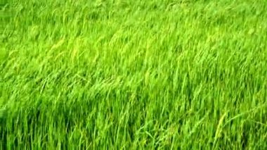 Yavaş çekim: Rüzgar estiği yeşil çeltik alanı.