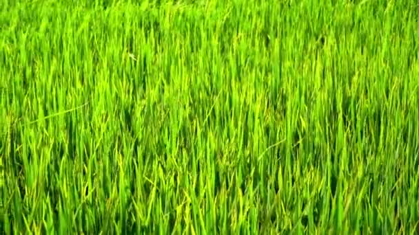 Movimiento Lento Campo Arroz Verde Con Viento Soplando — Vídeo de stock